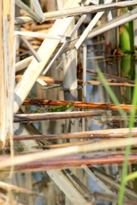 Réflexion grenouille photo