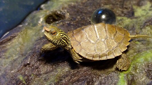 Zoo aquarium turtle