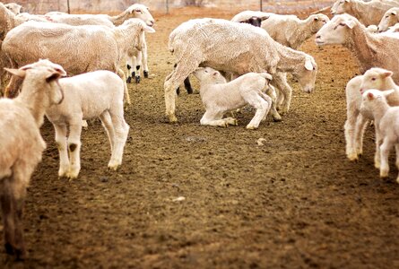 Sheep nature agriculture photo