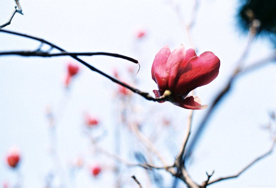 Blossom