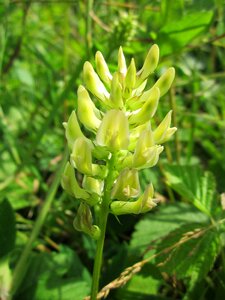 Wild licorice wildflower flora