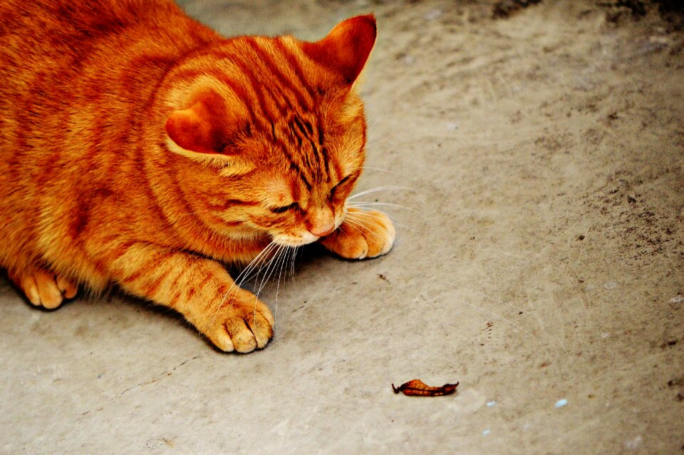 Mackerel tiger sweet