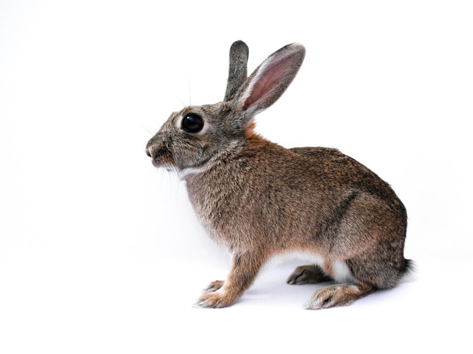 Isolated white background