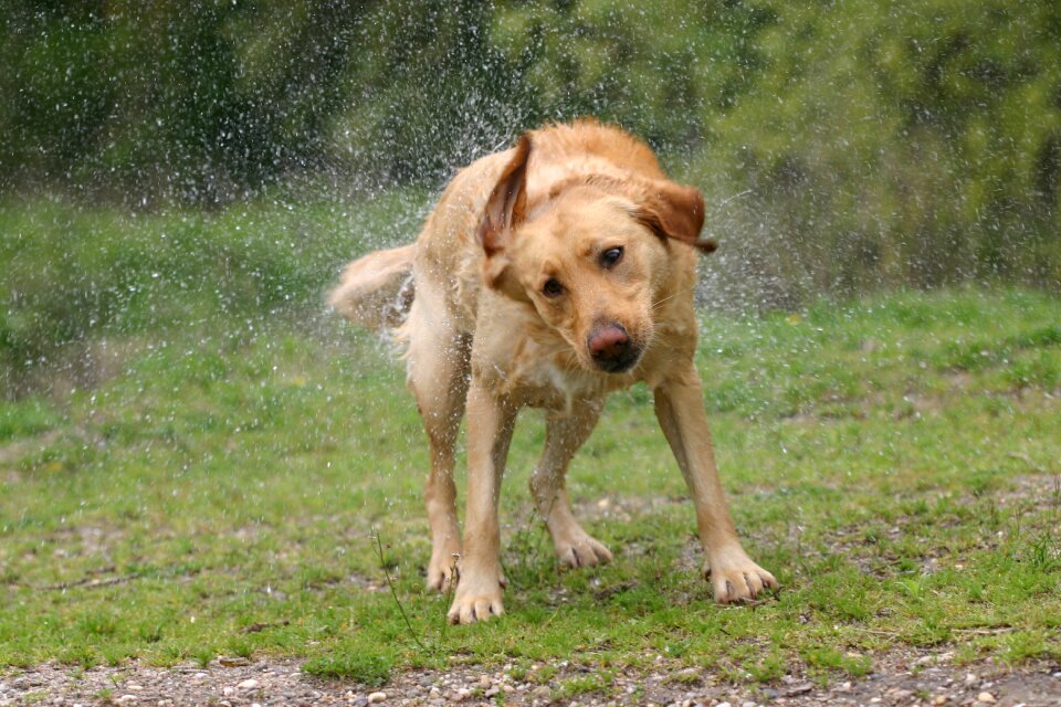 Wet fur shake photo