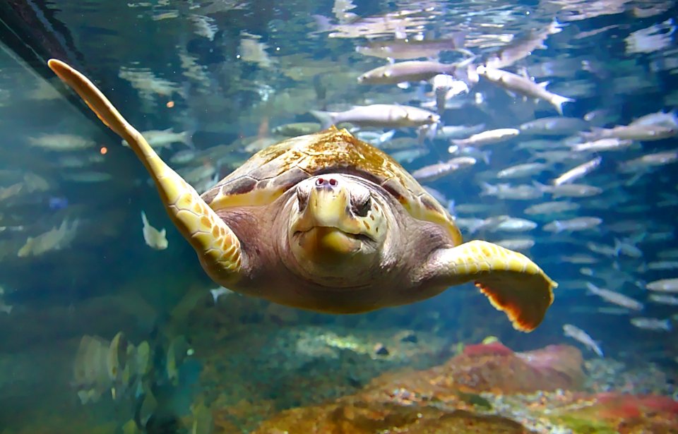 Tortue Marine, à nausicaa