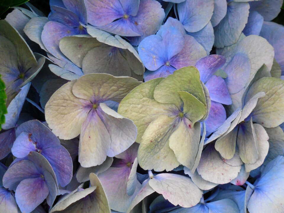 Blossom plant summer
