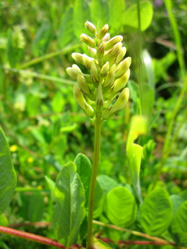 Wild licorice wildflower flora