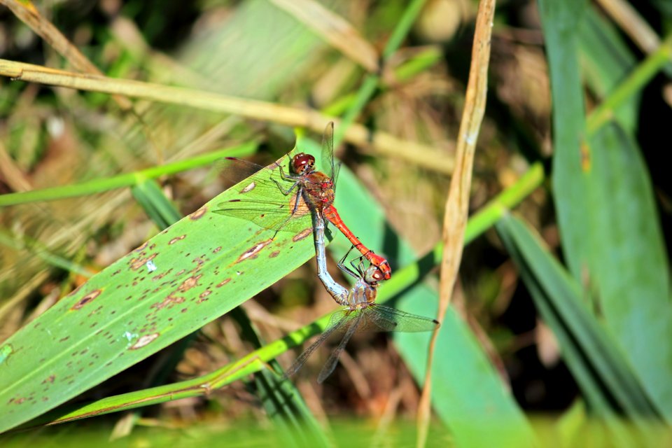Dragonfly reproduction