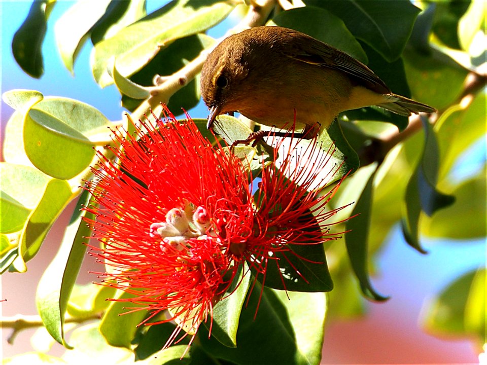 mosquitero ibérico 2