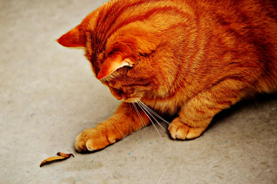 Mackerel tiger sweet