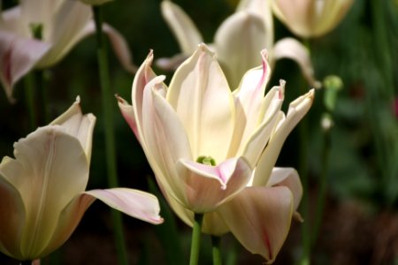 Tulipa blanca