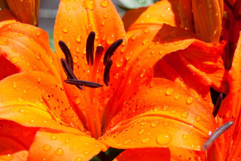 Nature lilies drop of water
