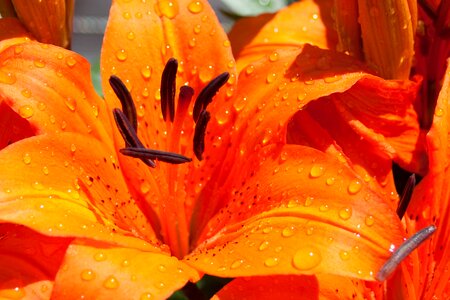 Nature lilies drop of water