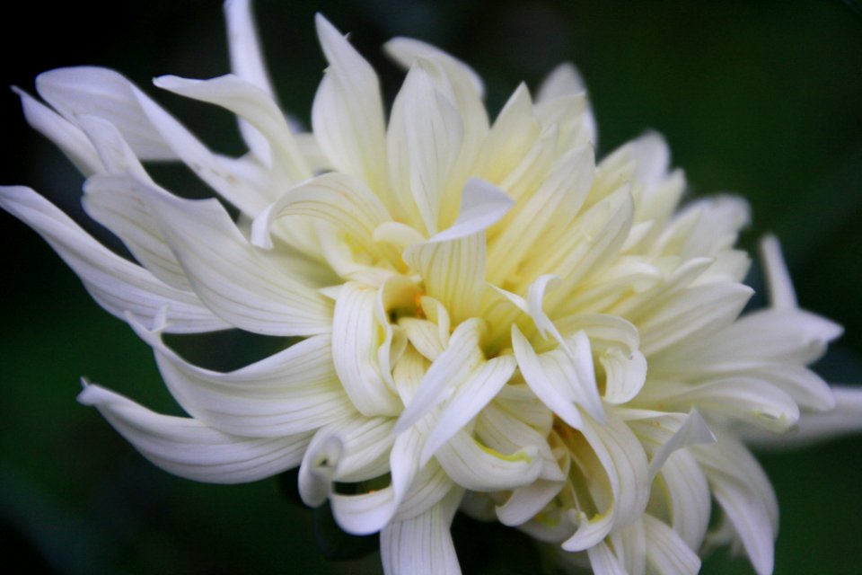 Flor, flors