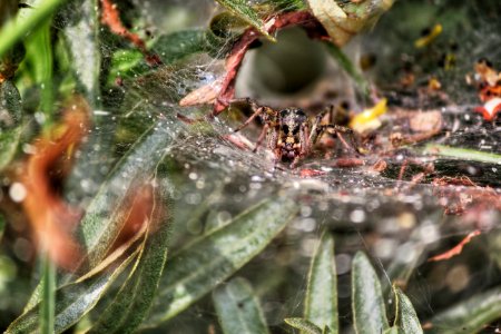 araignée dans sa toile