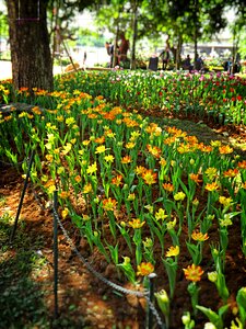 Chiang rai thailand asia photo