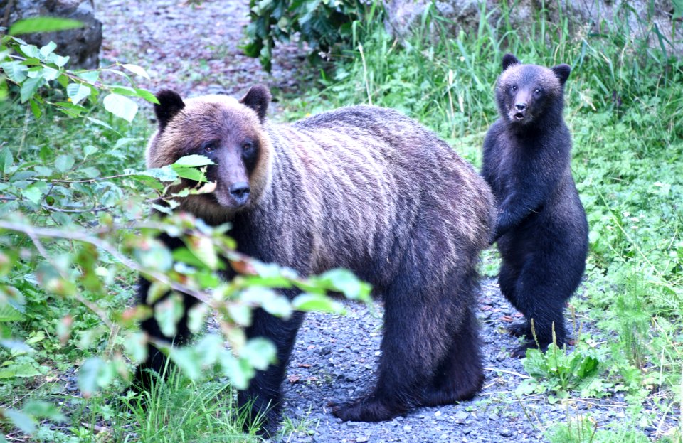 Alaska Region - Regional Forester's Choice