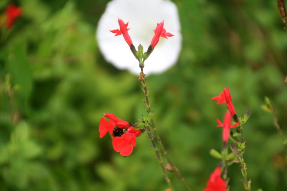 Flor, flors