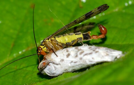 Panorpa communis prey photo