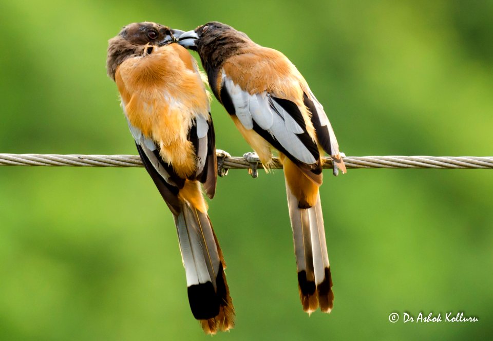 10 Rufous treepie