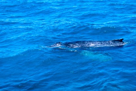 Blue Whale photo