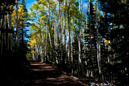 Waterline Trail