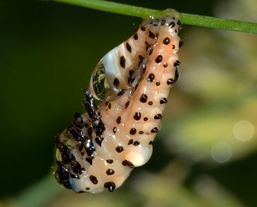 Larva chrysomela populi
