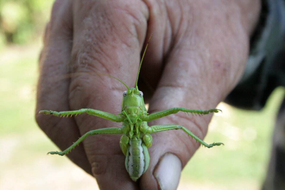 Grasshopper pest animal