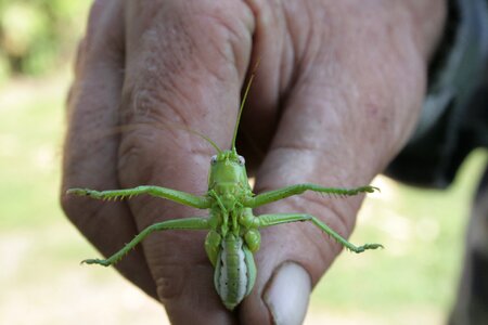 Grasshopper pest animal