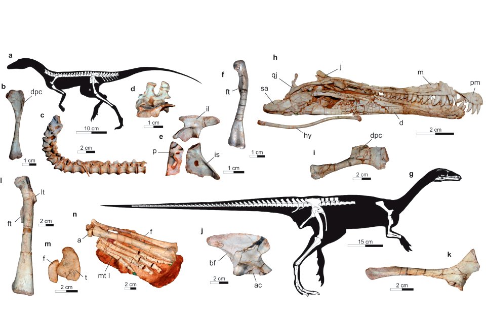 Reconstrução Diagramática usada na revista Current Biology