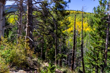 Bear Jaw Trail: Abineau-Bear Jaw Loop