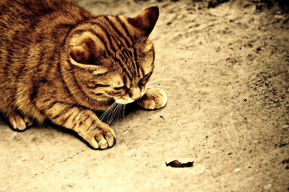 Mackerel tiger sweet