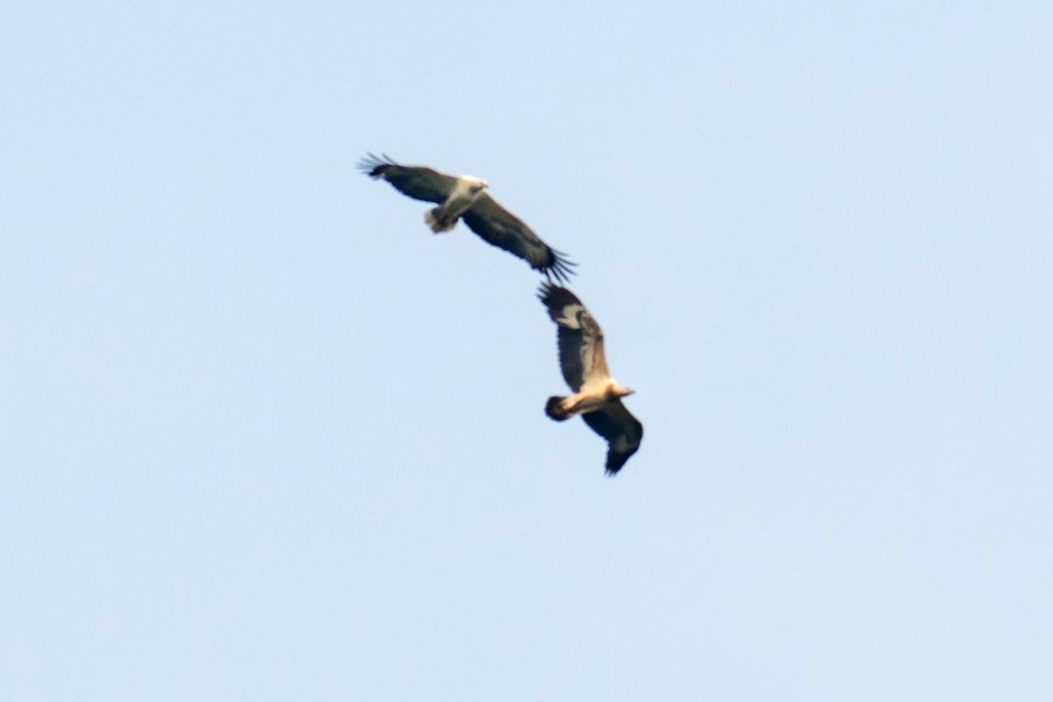 A pair of White bellied eagles