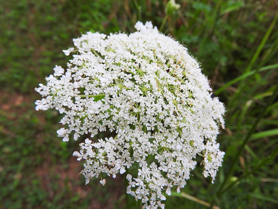 Wild flower close up flower