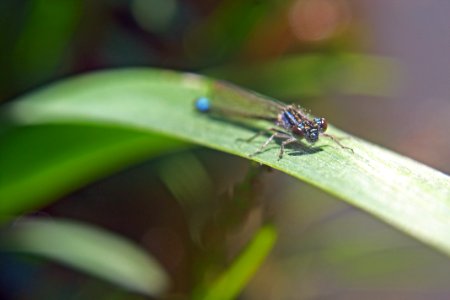 libellule bleue photo