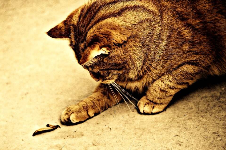 Mackerel tiger sweet