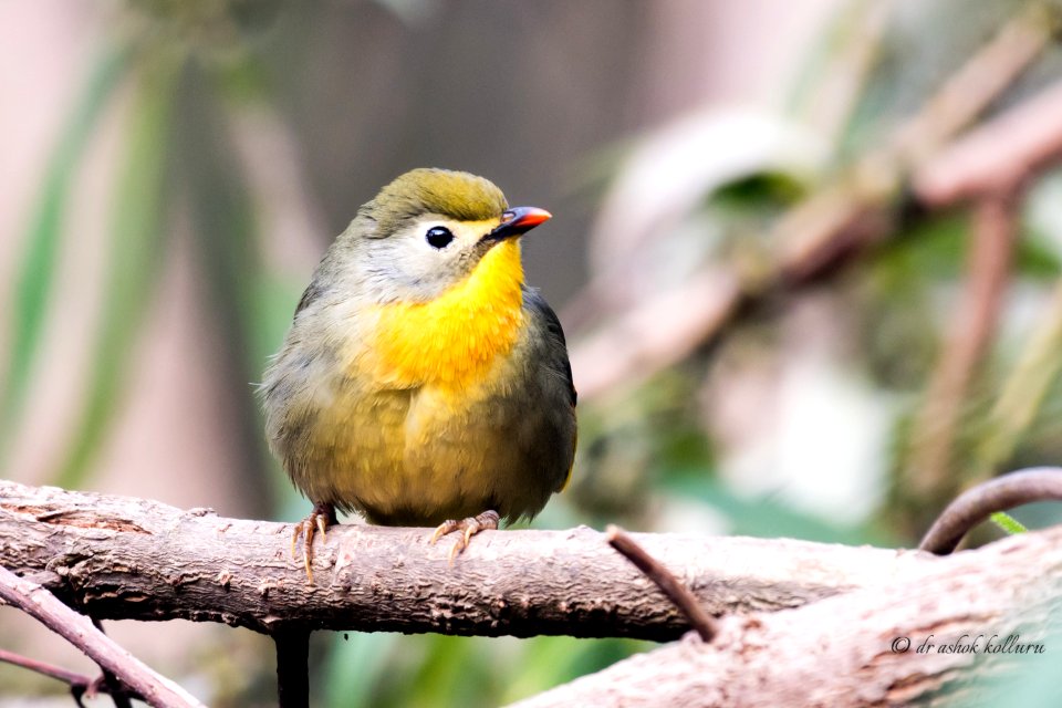  5006159 Red Billed Leiothrix Female