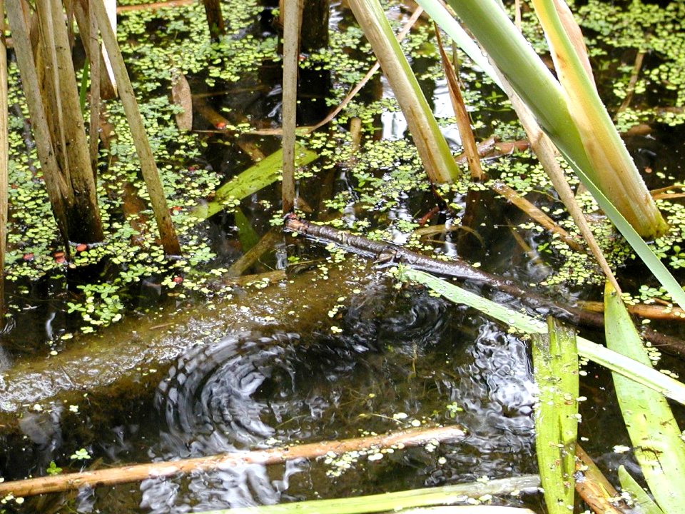 Discovery Park Reeds