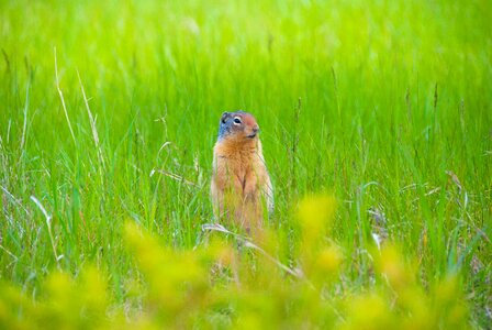 Canada nature animal