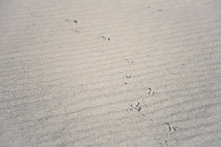 Tracks on the Beach