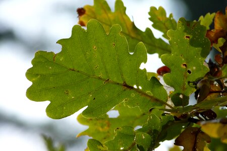 Autumn forest oak leaves photo