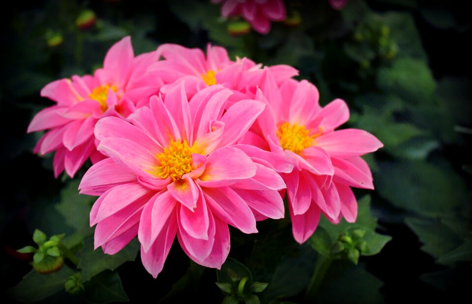 Pink bloom color