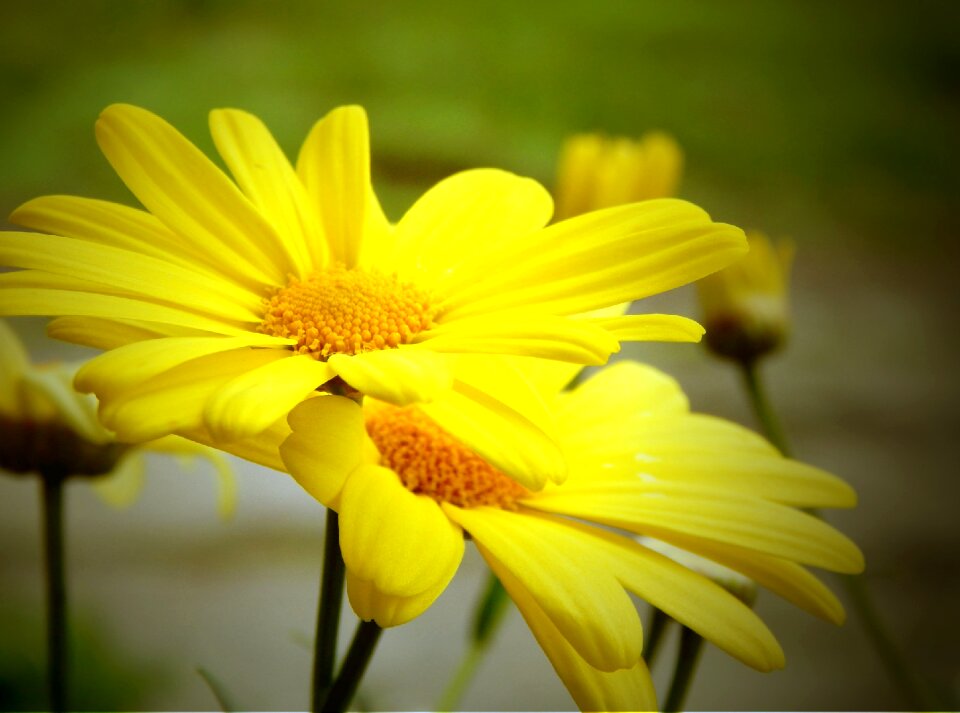 Nature spring plant