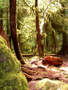 Marymere Falls Trail