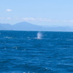 whale spout photo