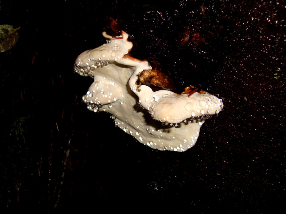 Mushrooms of the Olympics