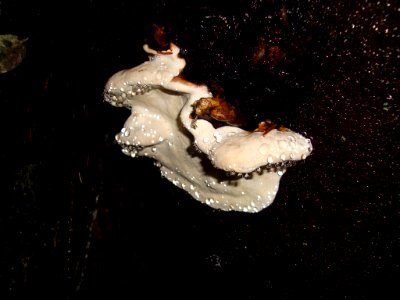 Mushrooms of the Olympics