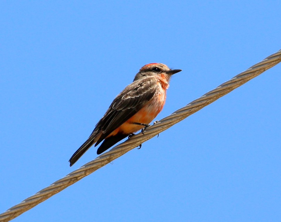 Vermillion Flycatcher best in Baja  Juvenile Male
