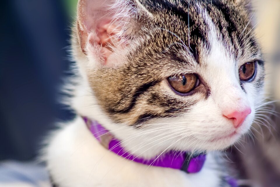 Domestic cat mieze cat's eyes
