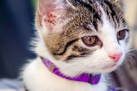 Domestic cat mieze cat's eyes